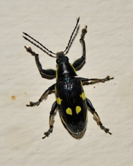 Polyclaeis longicornis