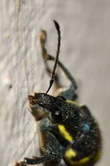 Polyclaeis longicornis
