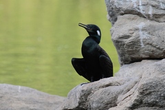 Phalacrocorax fuscicollis