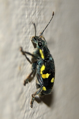 Polyclaeis longicornis
