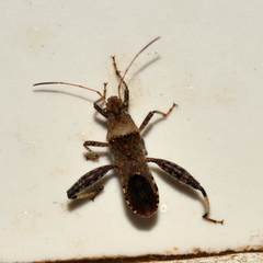 Heegeria tangirica