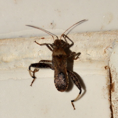 Heegeria tangirica