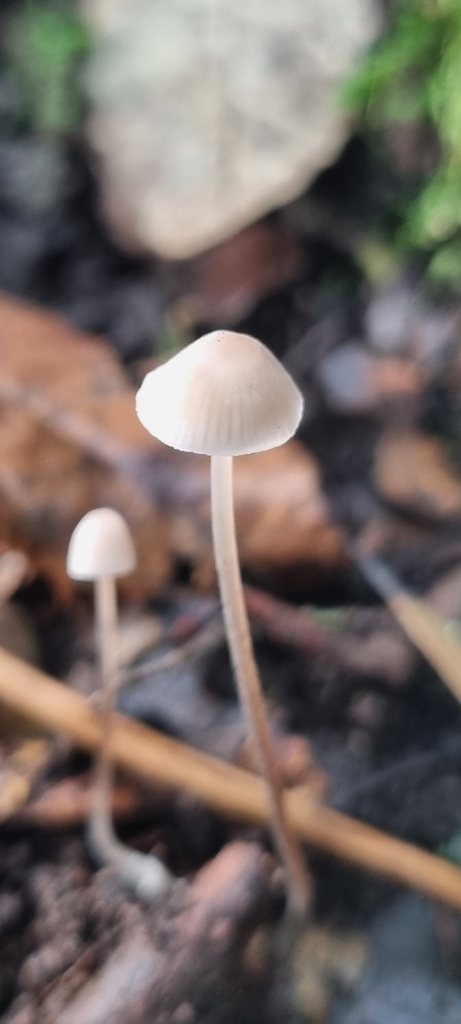 Mycena austrofilopes · October 2025 · photo: © mj_taylor (iNaturalist, cc-by-sa)