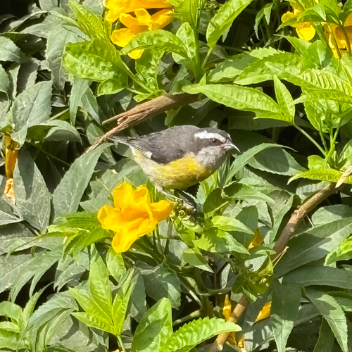 Mielerito