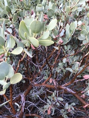 Arctostaphylos peninsularis