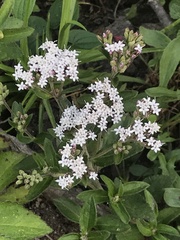 Stevia serrata