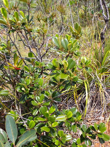 Solmsia calophylla observed 2025-10-25