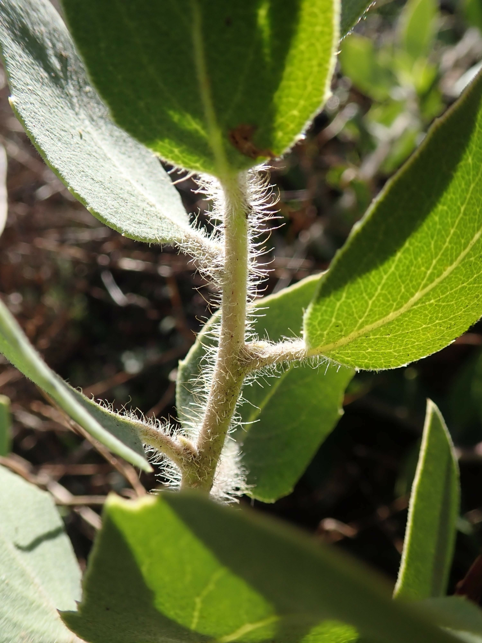 Arctostaphylos glandulosa ssp. mollis