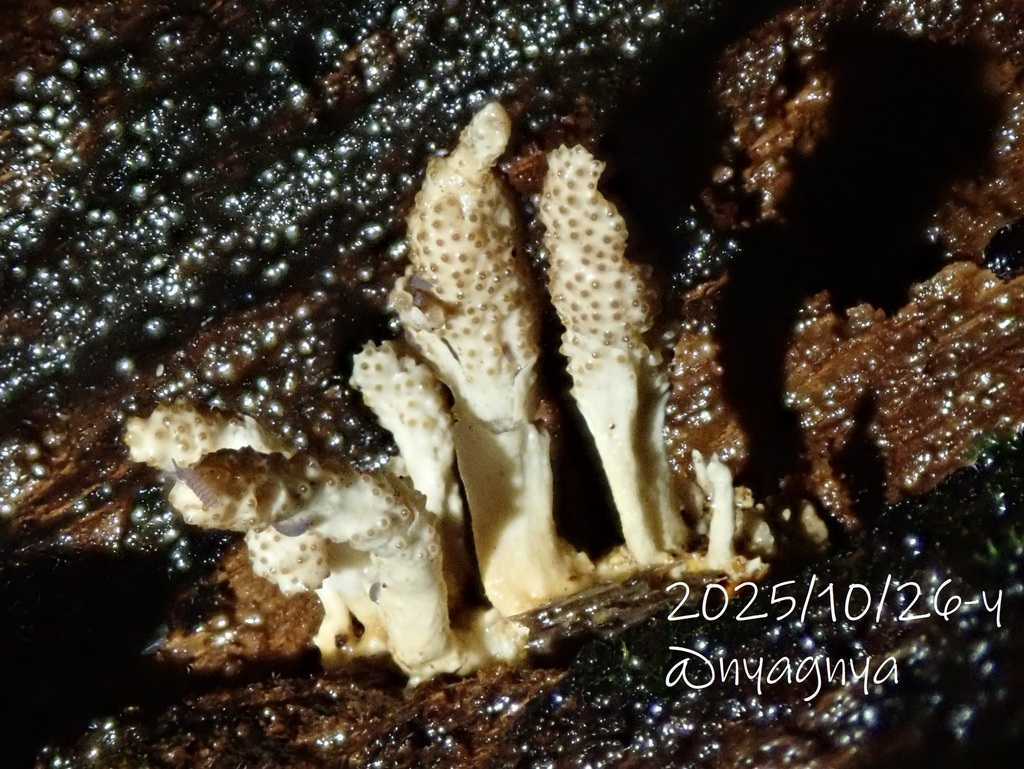 Ophiocordyceps clavata