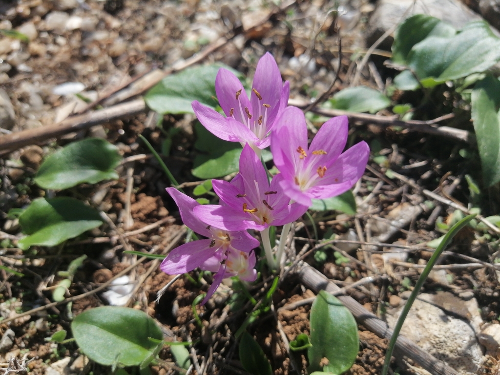Colchicum peloponnesiacum, Βόρεια Κυνουρία 220 19, Ελλάδα