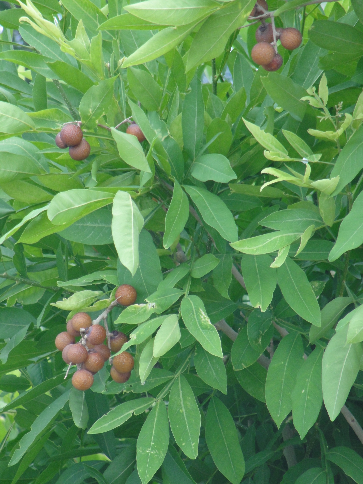 Sapindus saponaria