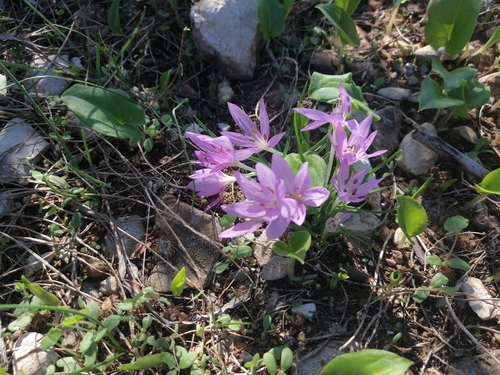 Colchicum peloponnesiacum