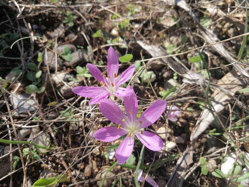 Colchicum peloponnesiacum