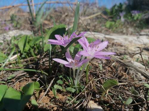 Colchicum peloponnesiacum