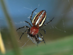 Alpaida leucogramma