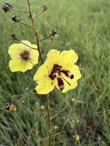 Verbascum xanthophoeniceum