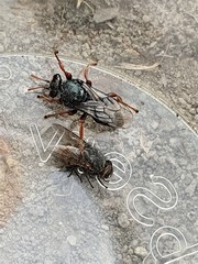 Sericophorus viridis