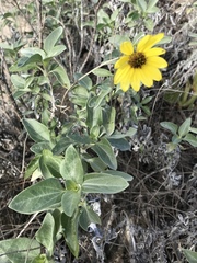 Helianthus niveus