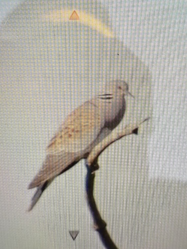 European Turtle-Dove