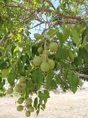 Talisia esculenta
