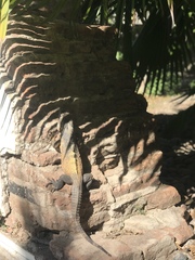 Ctenosaura pectinata