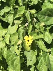Thunbergia alata