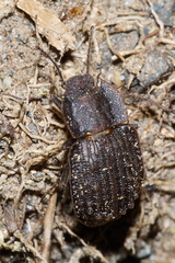 Mitua tuberculicostata