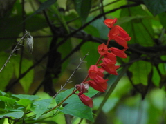 Salvia splendens