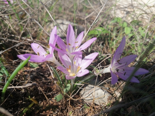 Colchicum peloponnesiacum