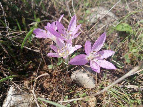 Colchicum peloponnesiacum