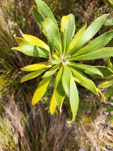 Teteaweka (Macrolearia angustifolia)