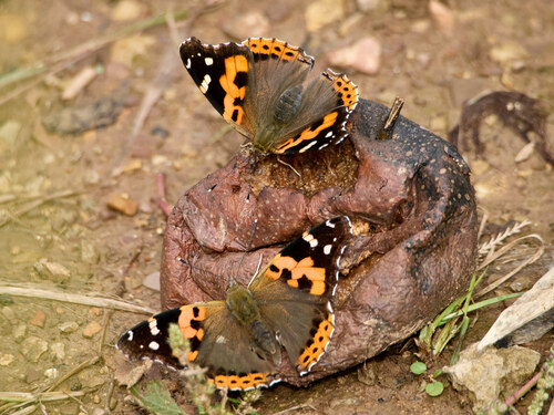 Indian Red Admiral