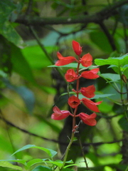 Salvia splendens