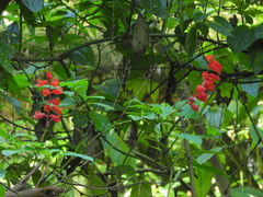 Salvia splendens