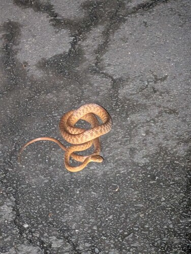 Brown Tree Snake sighting