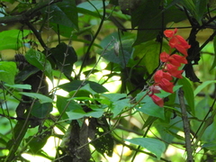 Salvia splendens