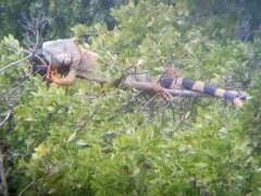 Iguana iguana