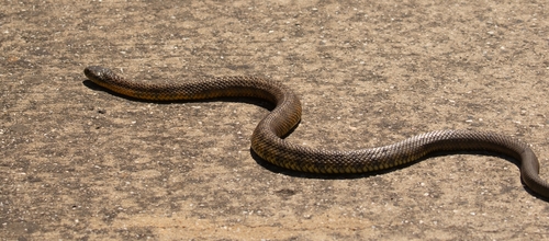 Tiger Snake sighting