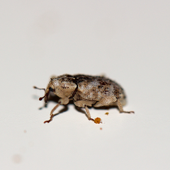 Mitrastethus baridioides