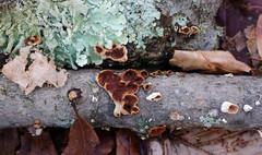 Scytinostroma artocreas