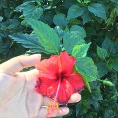 Hibiscus