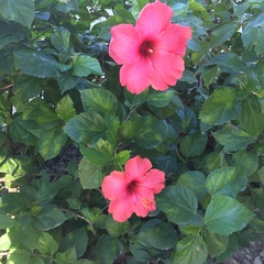 Hibiscus rosa-sinensis