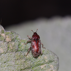 Mitrastethus baridioides