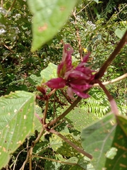 Clerodendrum trichotomum