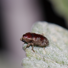 Mitrastethus baridioides