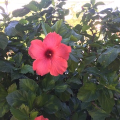 Hibiscus rosa-sinensis