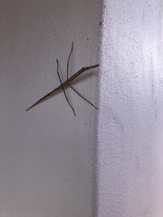 Anophelepis telesphorus