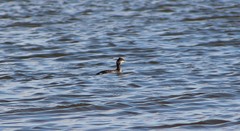 Podiceps nigricollis