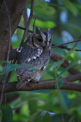 Otus senegalensis