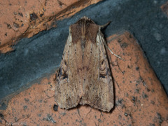 Ichneutica omoplaca